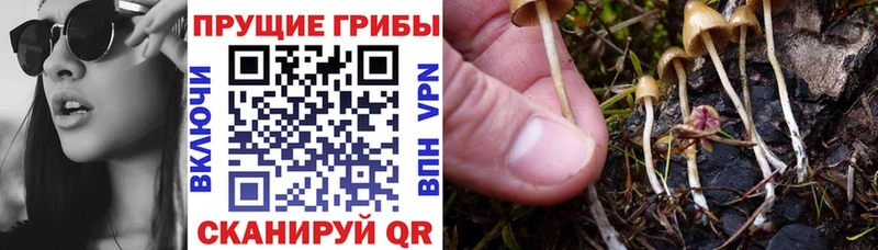 хочу   Осташков  Галлюциногенные грибы Psilocybe 